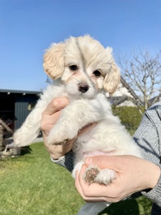 Maltipoo Welpen Malteser Zwerg Pudel