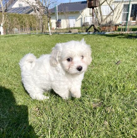 Maltipoo Welpen Malteser Zwerg Pudel