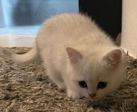 Bkh-Kitten mit Stammbaum in Silvershaded