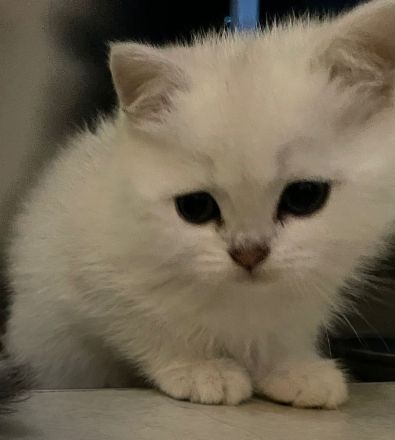 Bkh-Kitten mit Stammbaum in Silvershaded