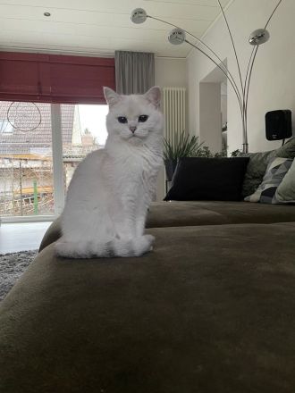 Bkh-Kitten mit Stammbaum in Silvershaded