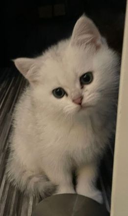 Bkh-Kitten mit Stammbaum in Silvershaded