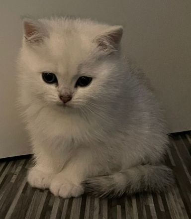 Bkh-Kitten mit Stammbaum in Silvershaded