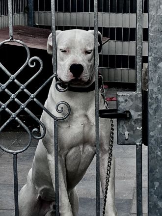 Dogo Argentino Rüde