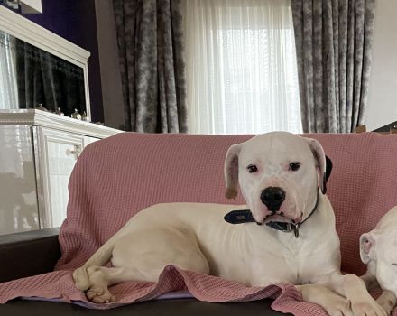 Dogo Argentino Rüde