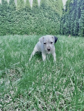 Dogo Argentino Rüde