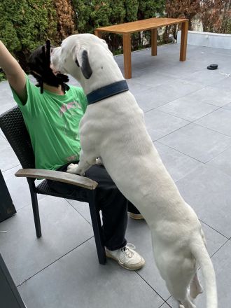 Dogo Argentino Rüde