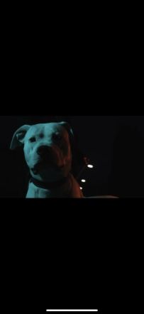 Dogo Argentino Rüde