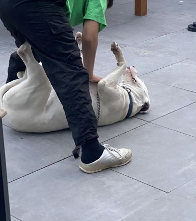 Dogo Argentino Rüde