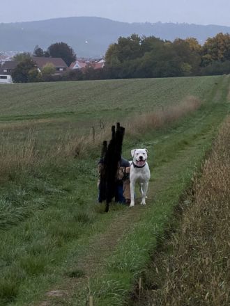 Dogo Argentino Rüde