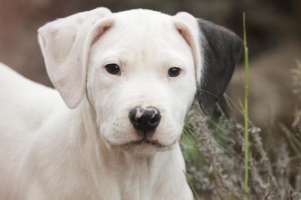 Dogo Argentino Rüde