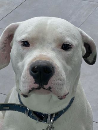 Dogo Argentino Rüde
