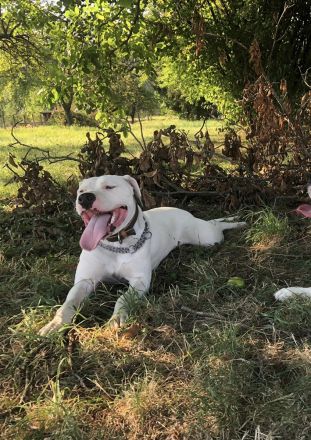 Dogo Argentino Rüde