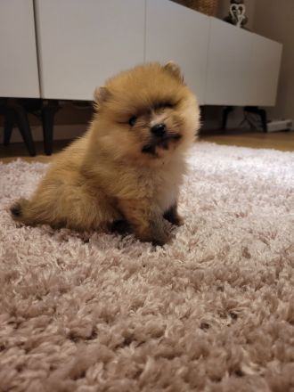 Pomeranian zwergspitz
