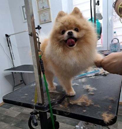 Pomeranian zwergspitz