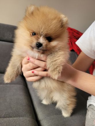 Pomeranian zwergspitz