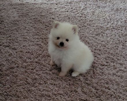 Pomeranian zwergspitz