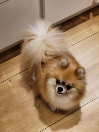 Pomeranian zwergspitz