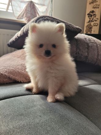 Pomeranian zwergspitz