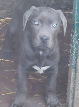 Cane Corso Welpen abzugeben