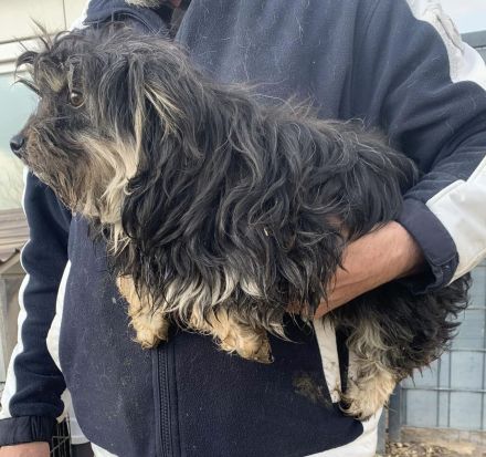 Kleine Perdi sucht liebevolles Zuhause