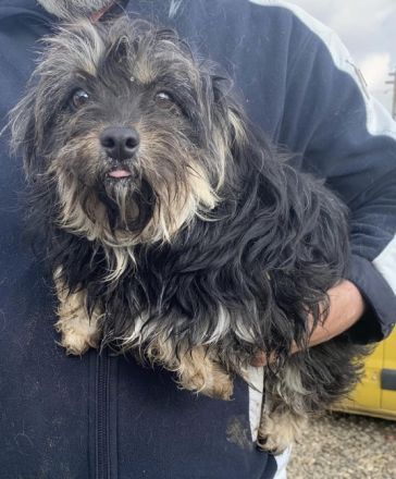 Kleine Perdi sucht liebevolles Zuhause