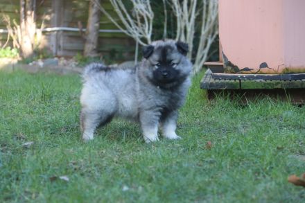 Wolfsspitz Welpe Hündin Auslesezucht mit Papiere zum Ende März 2023 abzugeben