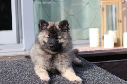 Wolfsspitz Welpe Hündin Auslesezucht mit Papiere zum Ende März 2023 abzugeben