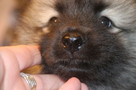 Wolfsspitz Welpe Hündin Auslesezucht mit Papiere zum Ende März 2023 abzugeben