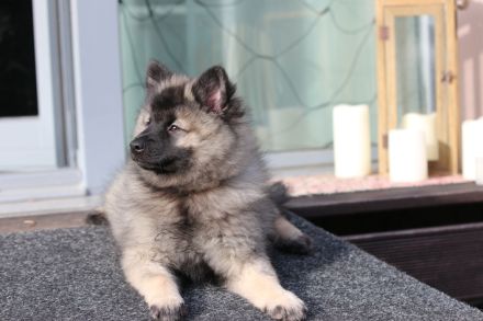 Wolfsspitz Welpe Hündin Auslesezucht mit Papiere zum Ende März 2023 abzugeben