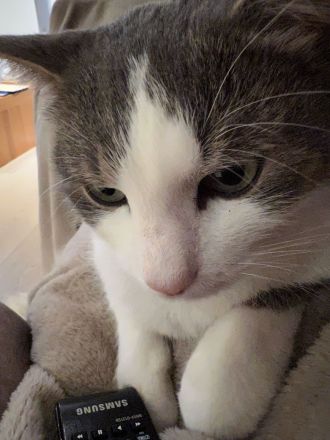 Freigänger-Katerle Grau/Weiß