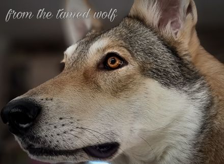 from the tamed wolf