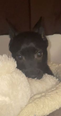 Malinois/Belgischer Schäferhund