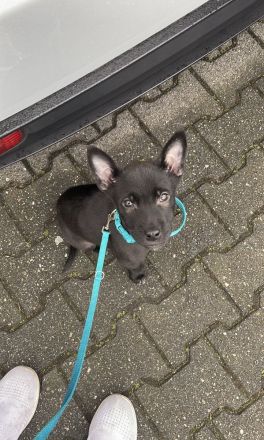 Malinois/Belgischer Schäferhund