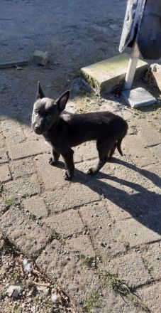 Malinois/Belgischer Schäferhund