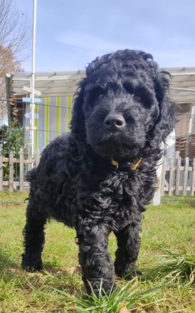 Königspudel Großpudel Welpen