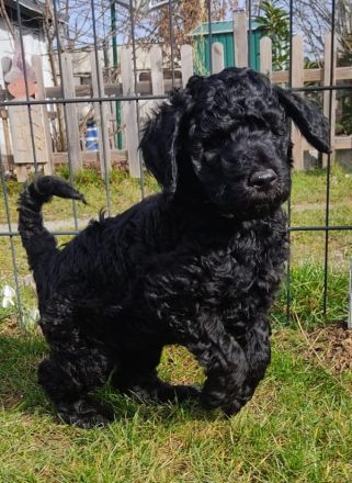 Königspudel Großpudel Welpen