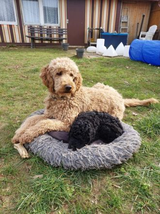 Königspudel Großpudel Welpen