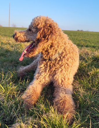 Königspudel Großpudel Welpen