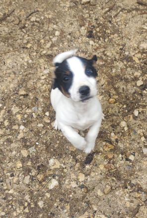Jack Russel Terrier Welpen