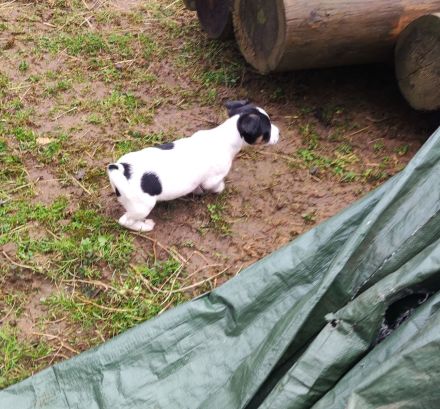 Jack Russel Terrier Welpen