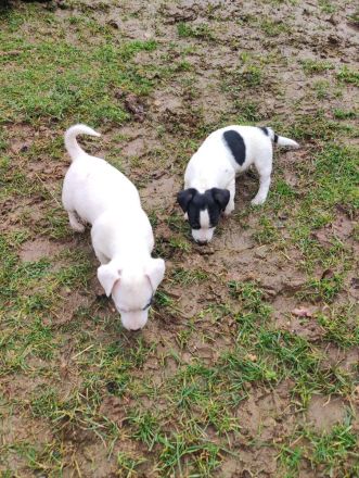 Jack Russel Terrier Welpen