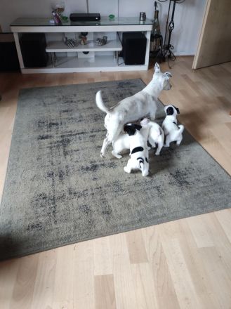 Jack Russel Terrier Welpen