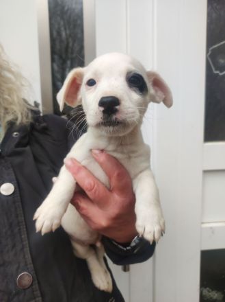 Jack Russel Terrier Welpen