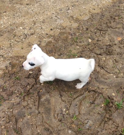 Jack Russel Terrier Welpen