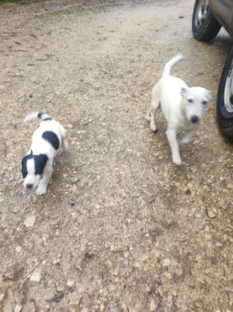 Jack Russel Terrier Welpen