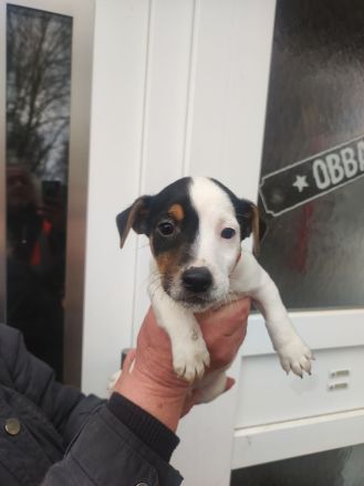 Jack Russel Terrier Welpen