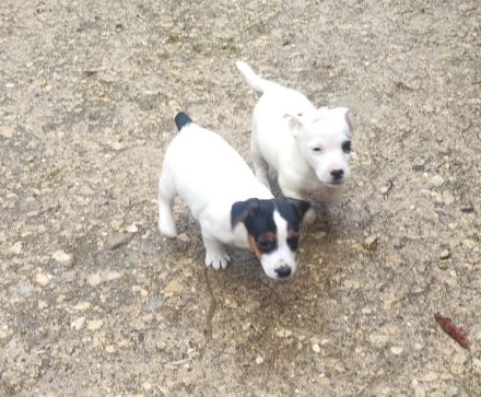 Jack Russel Terrier Welpen