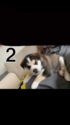 Husky Mixwelpen