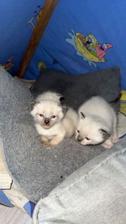 Siam Katzenbabys